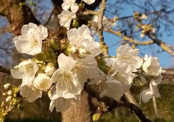 桜の木