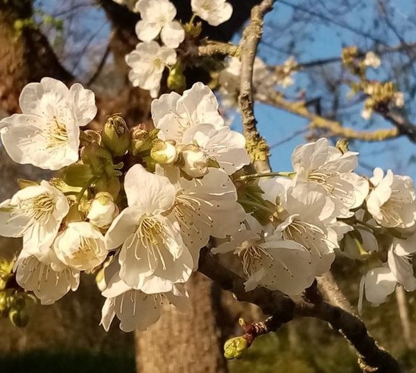 桜の木