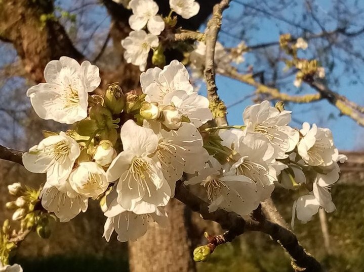 桜の木