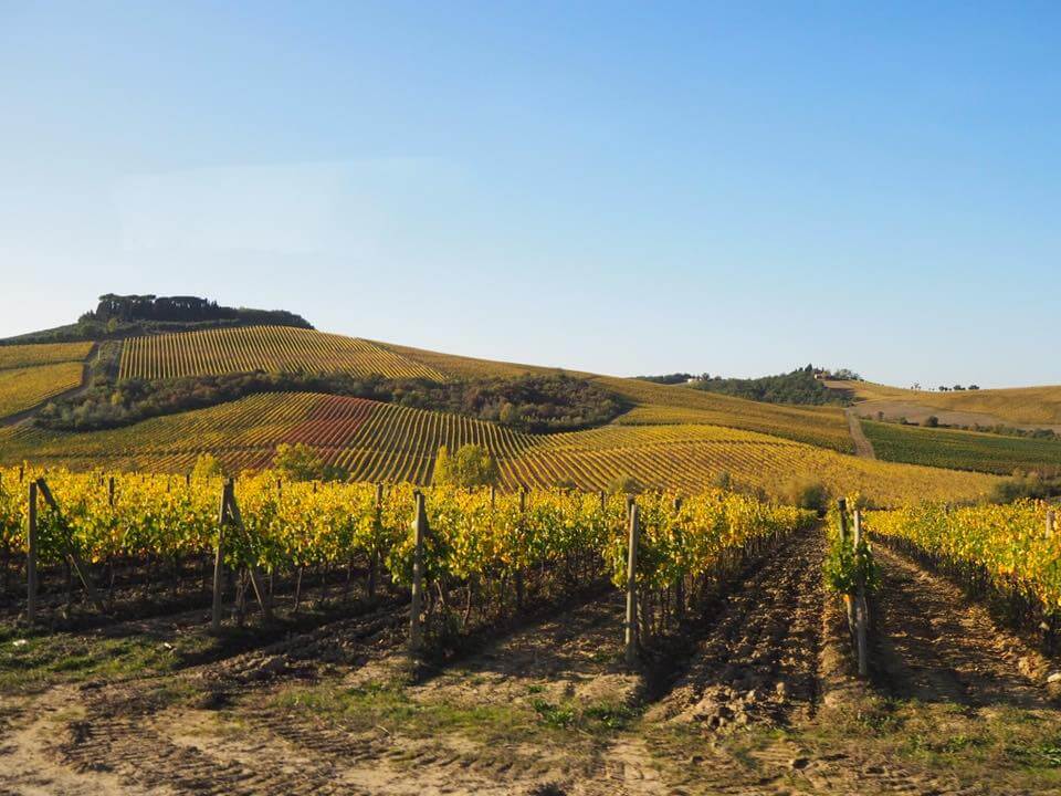 トスカーナ地方キャンティのワイン畑