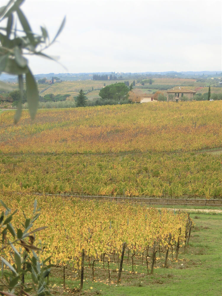 Fattoria San Michele a Torri